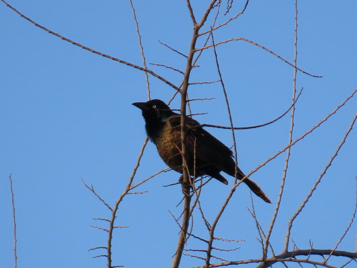 Purpurgrackel - ML647024973