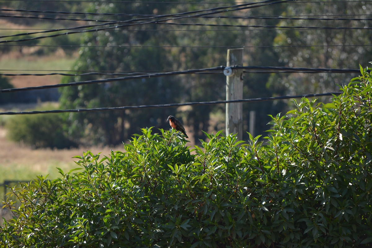 Long-tailed Meadowlark - ML647024977