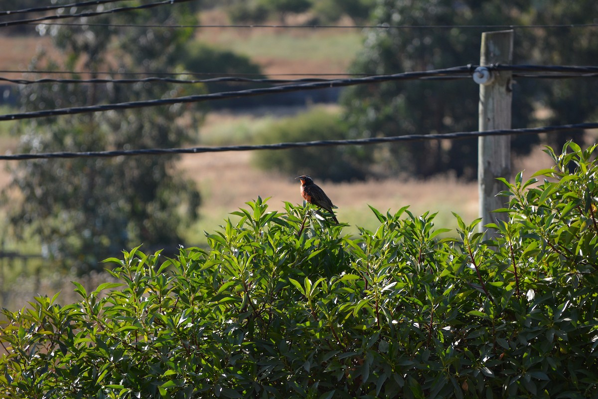 Long-tailed Meadowlark - ML647024978