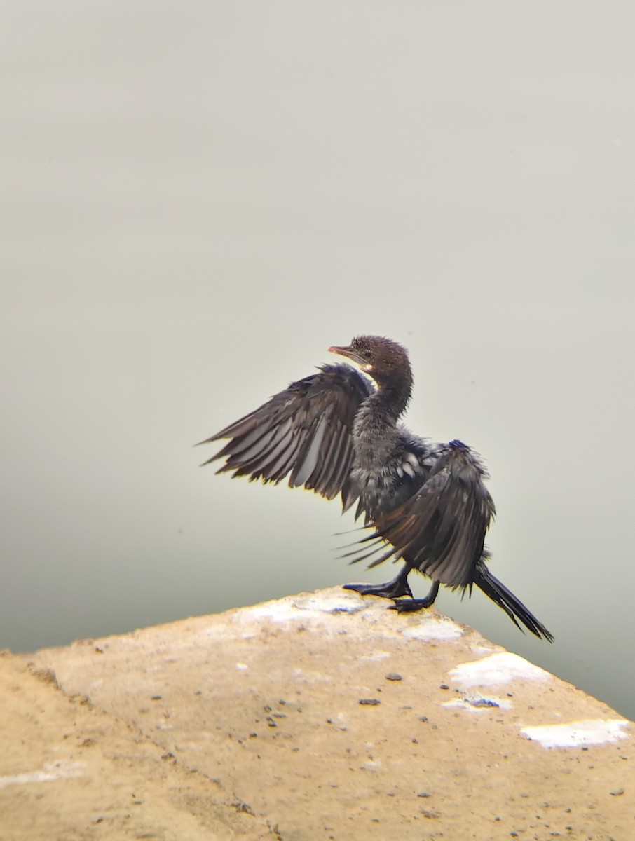 kormorán menší - ML647024980