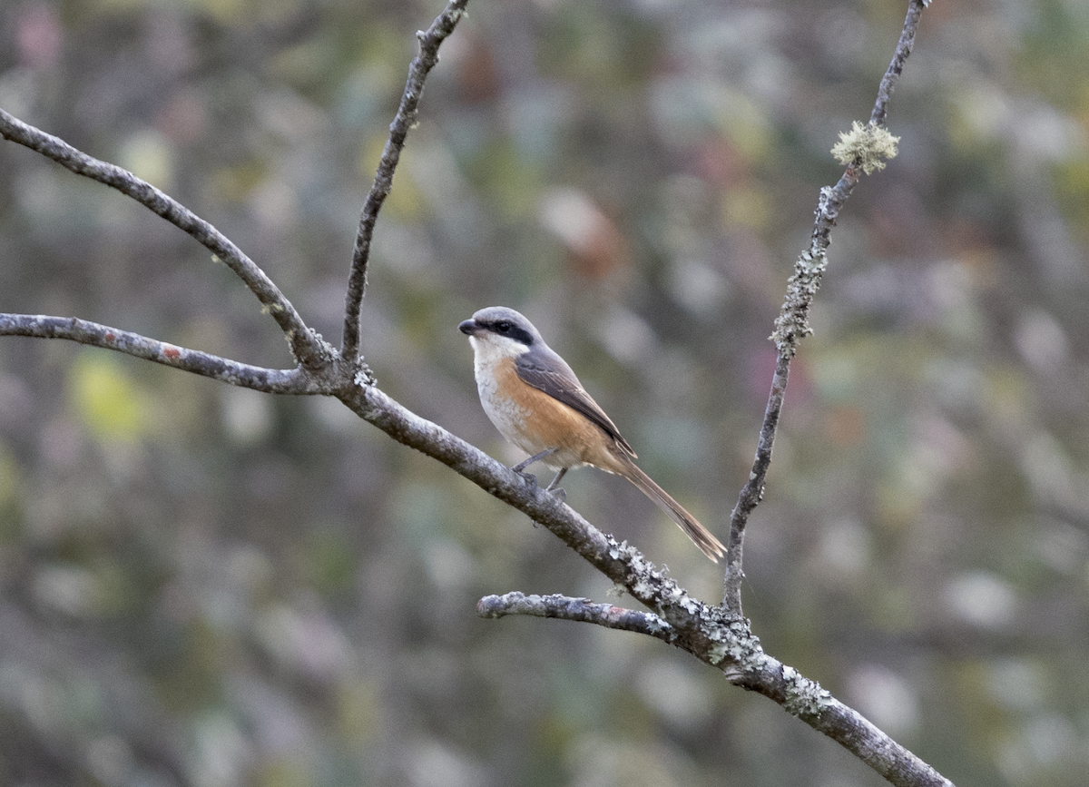 Gray-backed Shrike - ML647024981