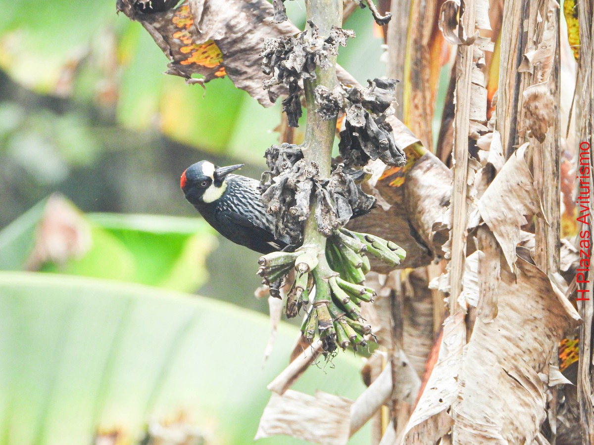 Acorn Woodpecker - ML647024982
