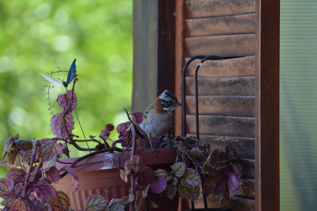 Rufous-collared Sparrow - ML647024988