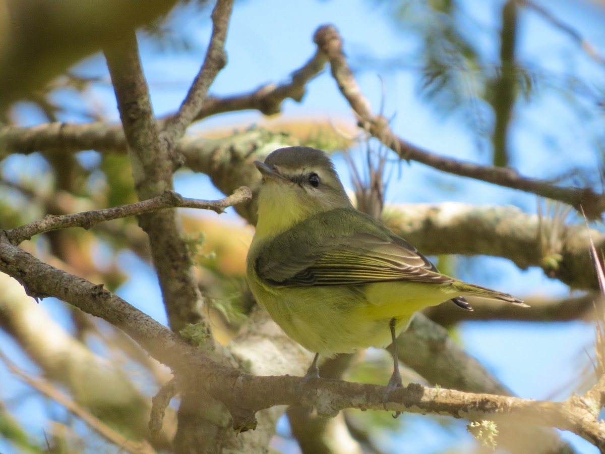 Philadelphia Vireo - ML647024992