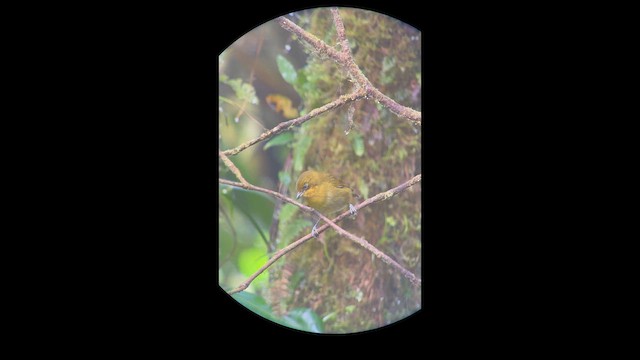 tacarcunatanagarspurv - ML647024994