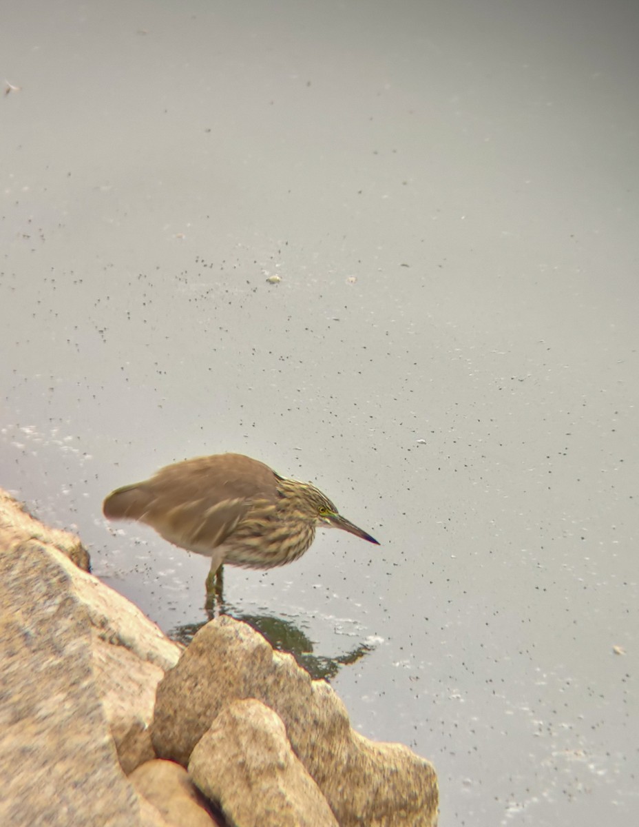 volavka hnědohřbetá - ML647024995