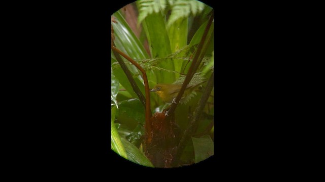 Clorospingo del Tacarcuna - ML647024996