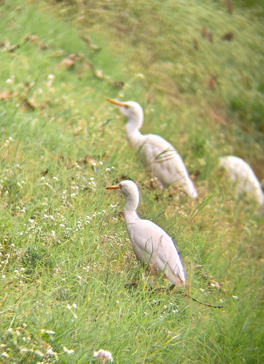 volavka dobytčí - ML647025001