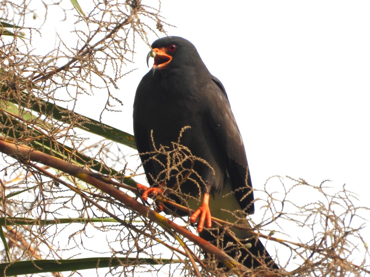 Snail Kite - ML647025004