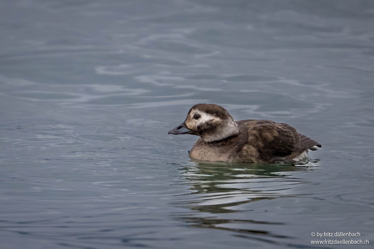 Long-tailed Duck - ML647025005