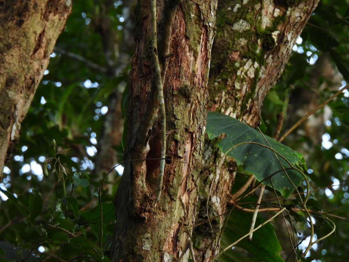 Streak-headed Woodcreeper - ML647025006