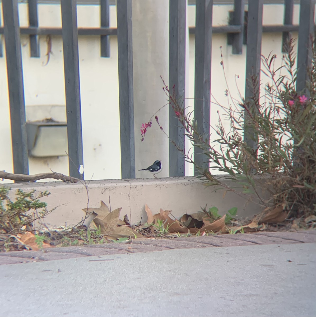 סבכון שחור-גרון - ML647025007