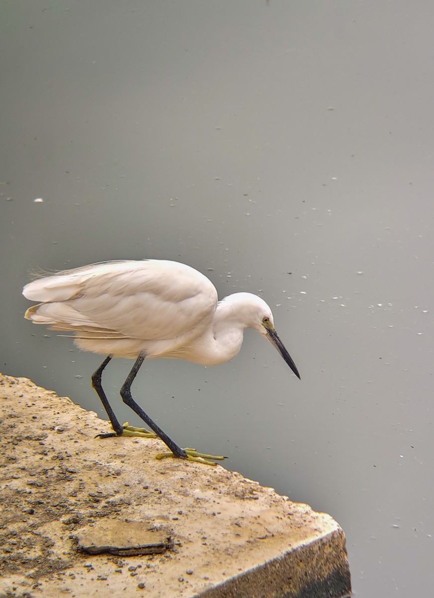 silkehegre - ML647025008