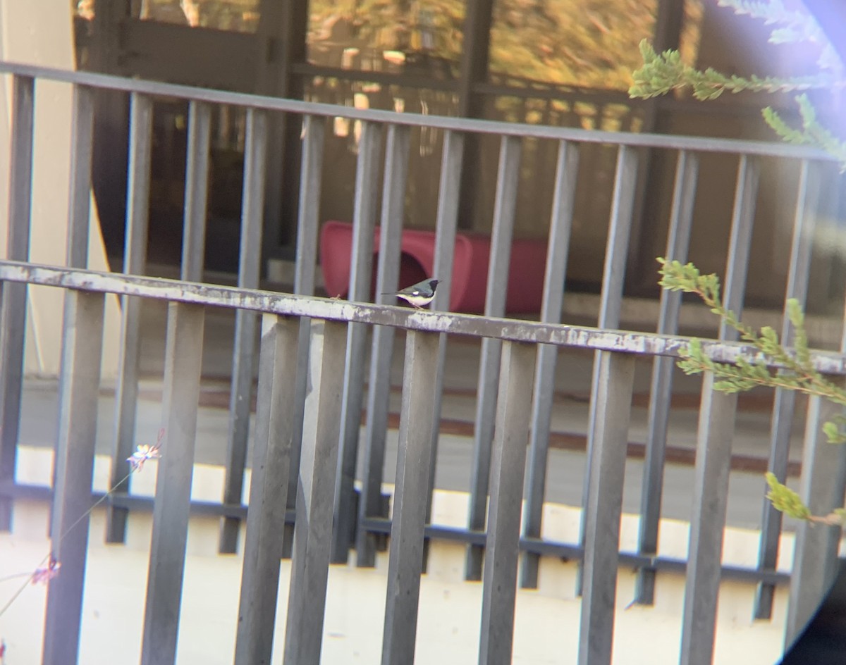 סבכון שחור-גרון - ML647025009