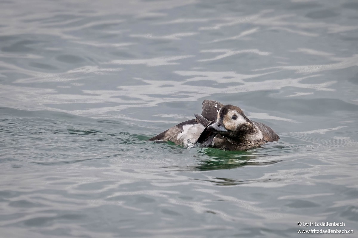 Long-tailed Duck - ML647025010