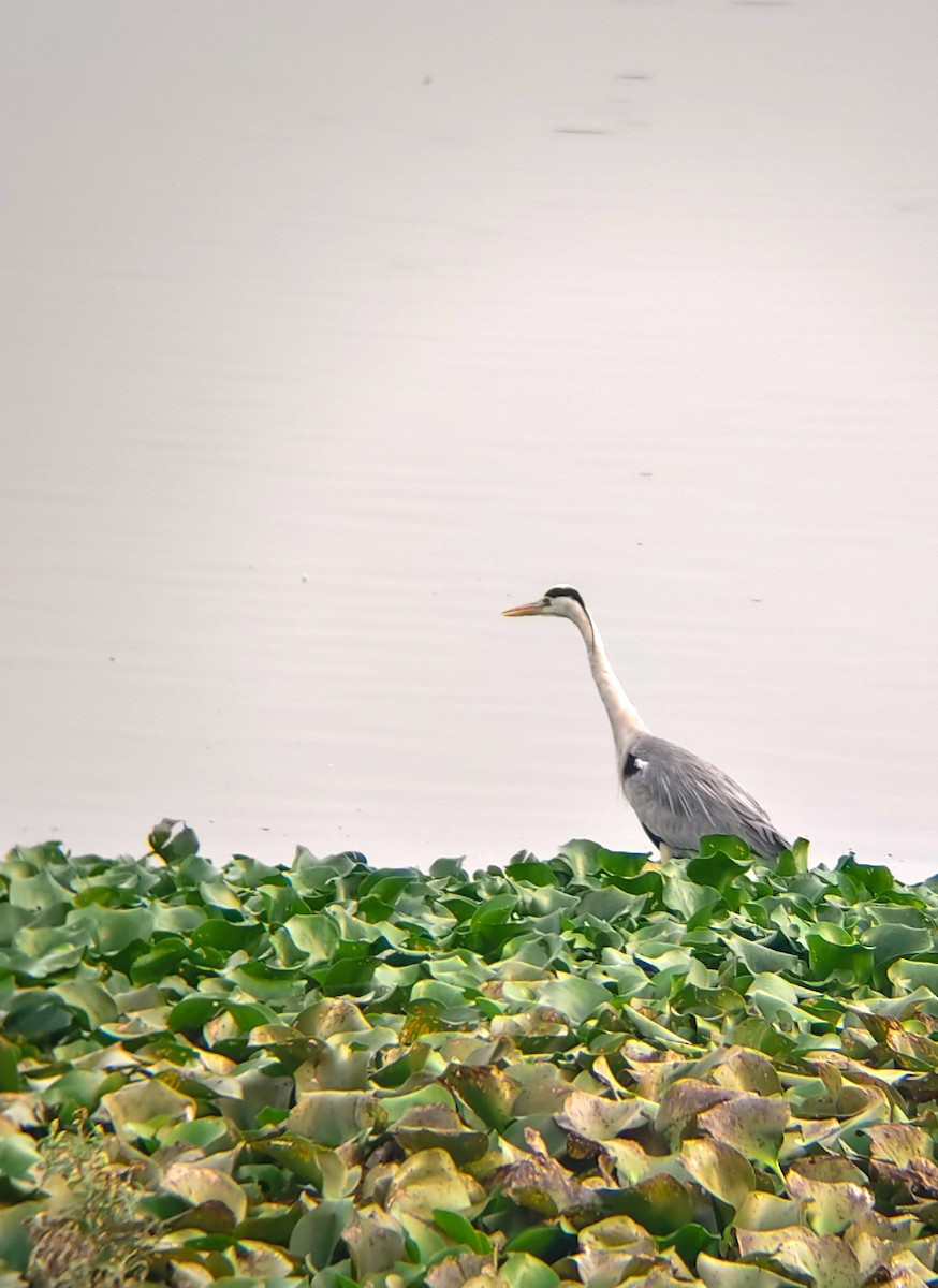 volavka popelavá - ML647025012