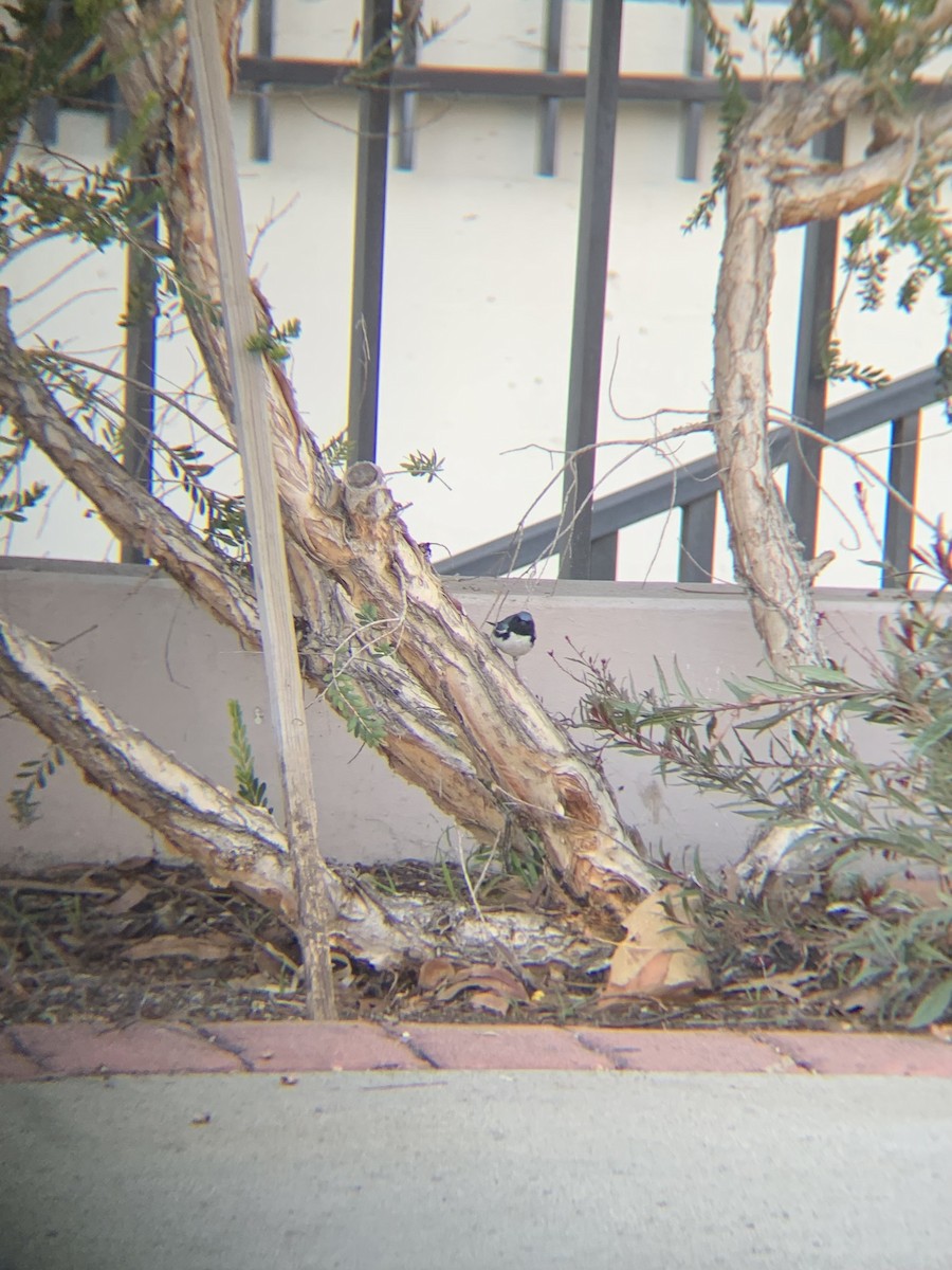 סבכון שחור-גרון - ML647025013