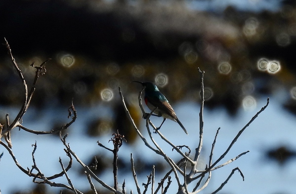 Нектаркові sp. (sunbird sp.) - ML647025022