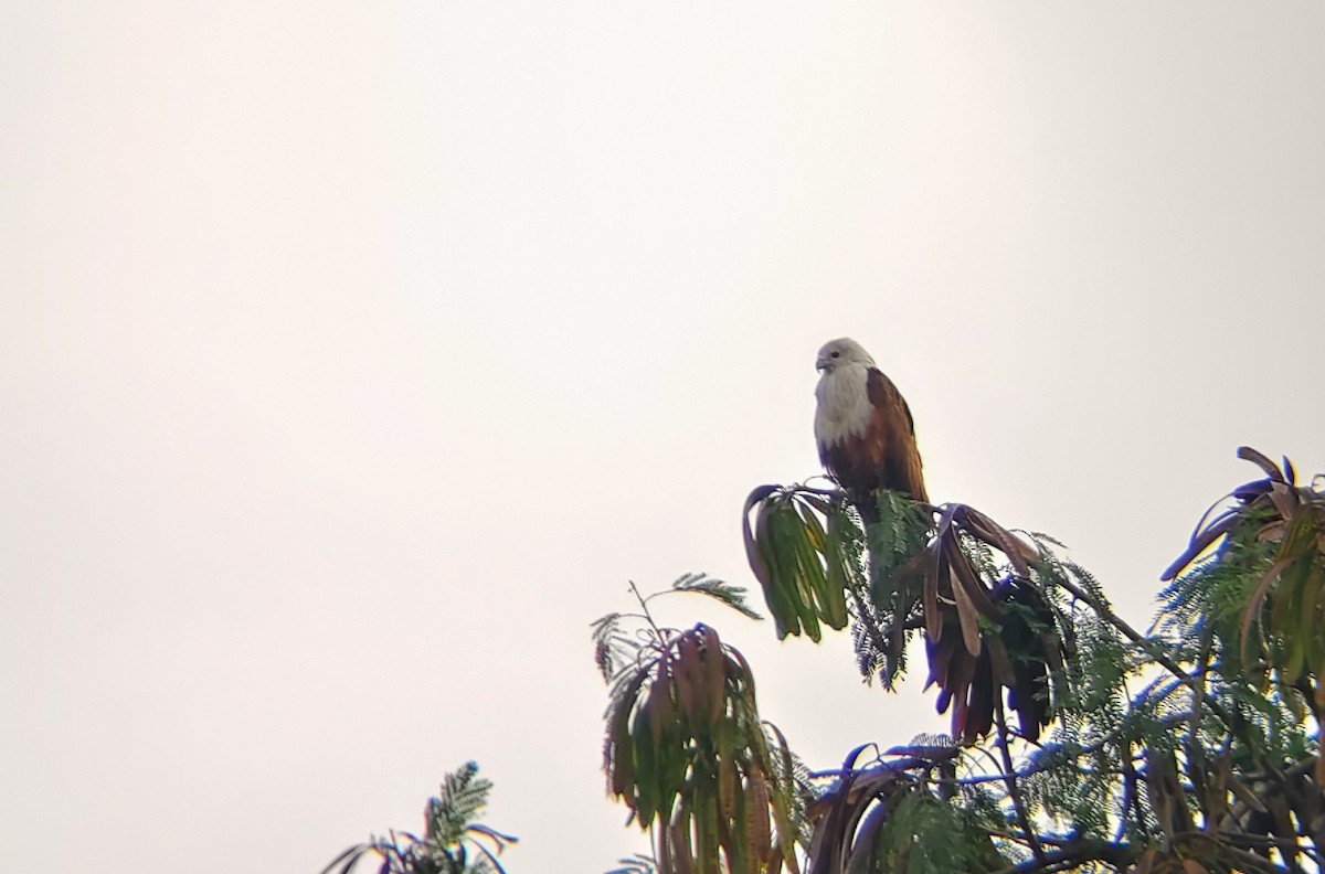 栗鳶 - ML647025023