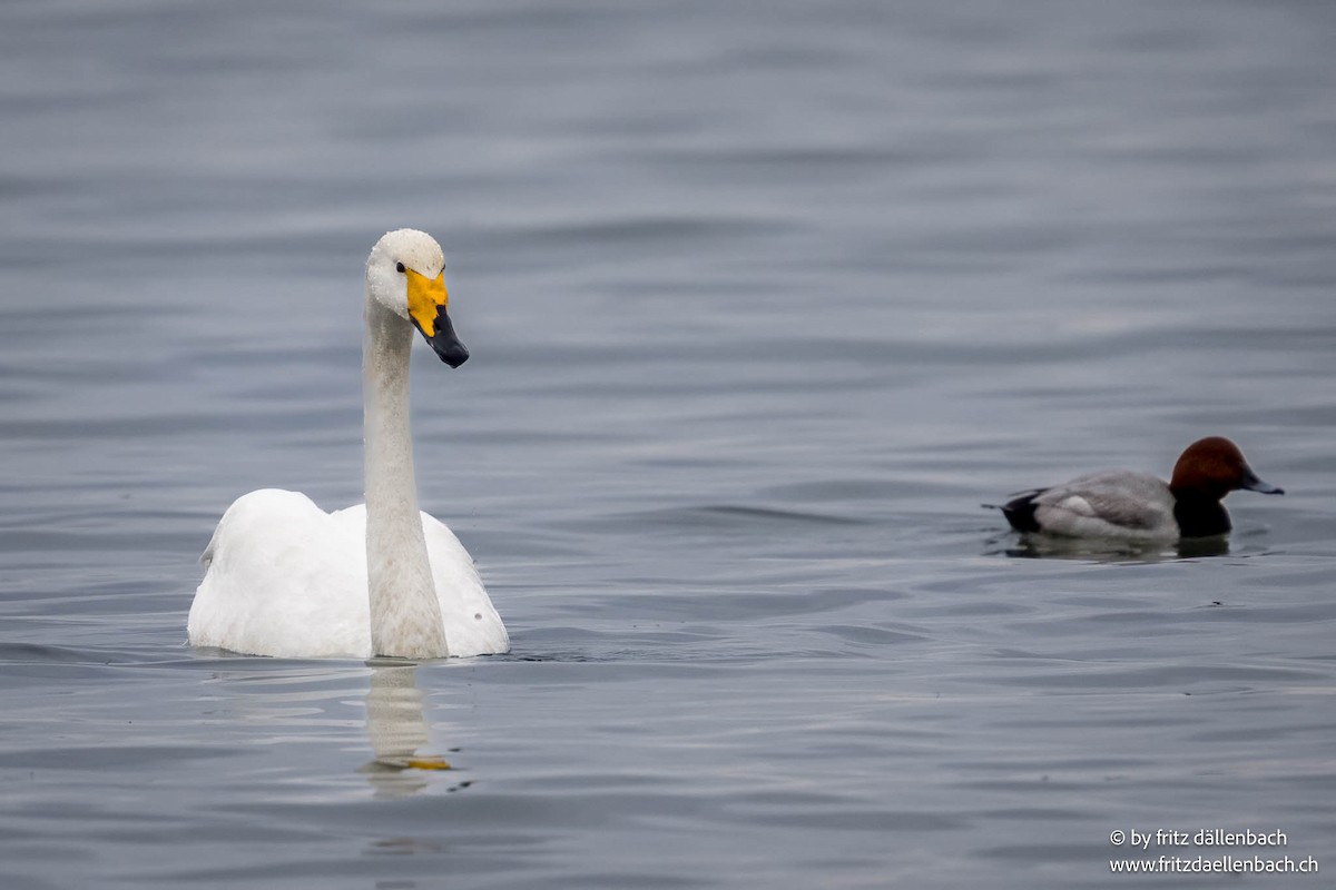 Whooper Swan - ML647025024