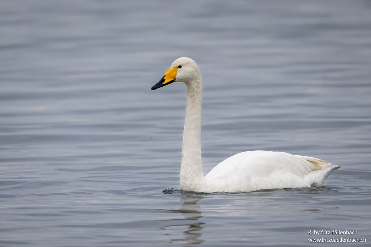 Whooper Swan - ML647025025