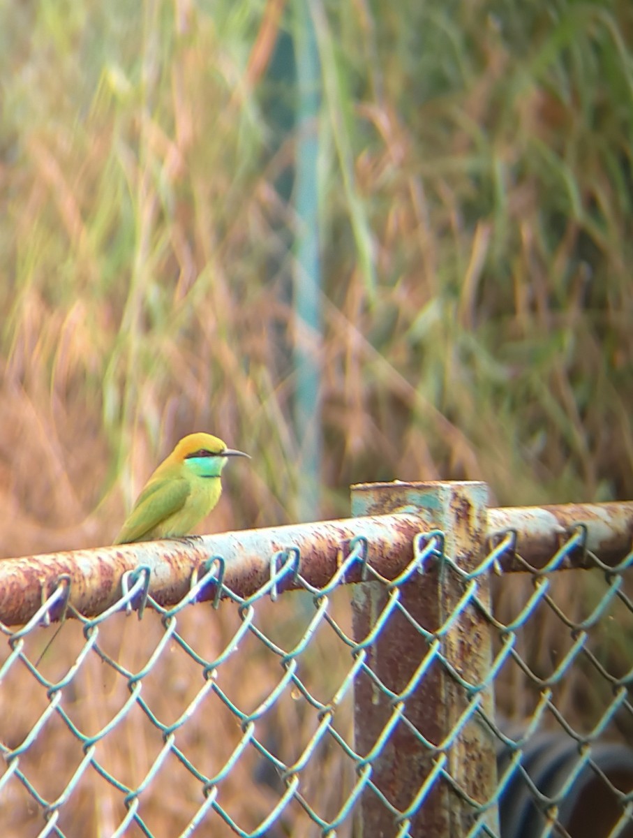 vlha indická - ML647025028