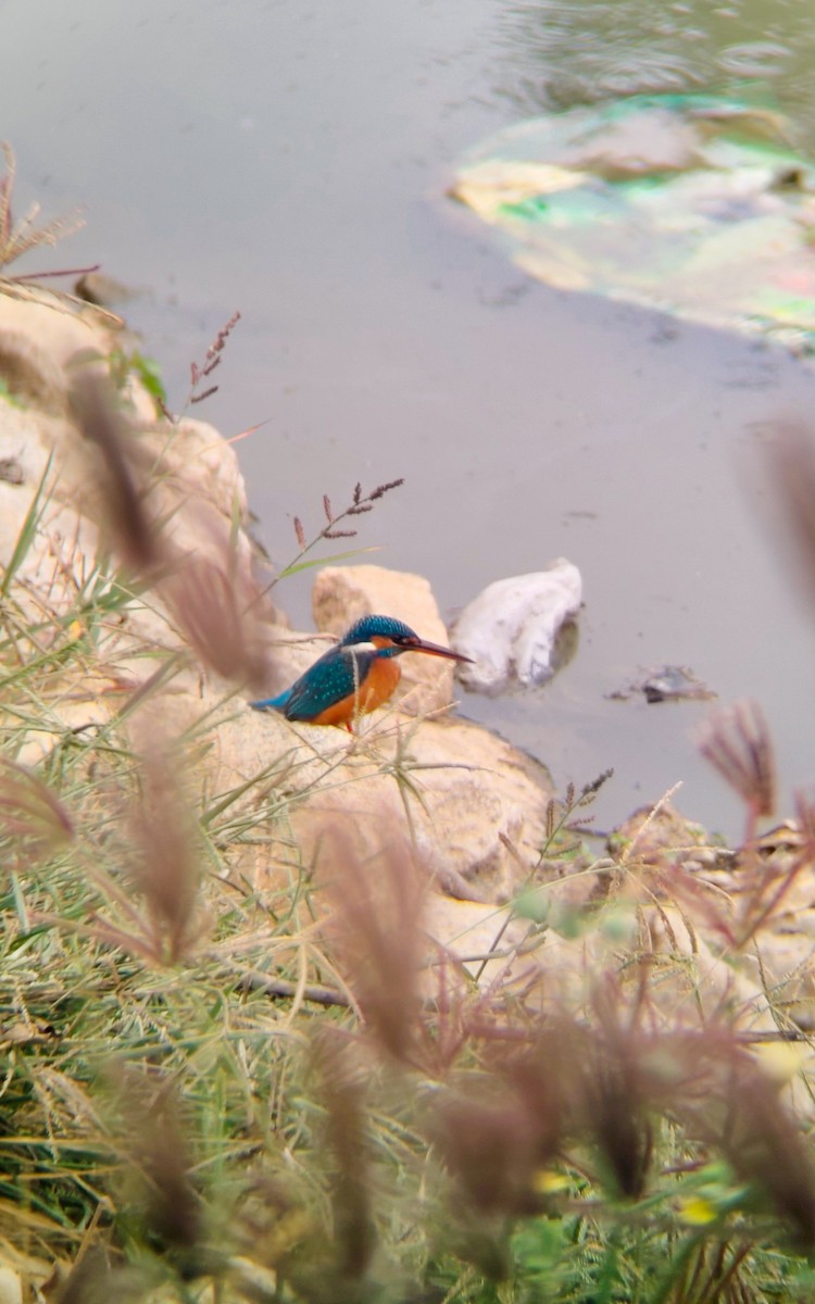 ledňáček říční - ML647025036