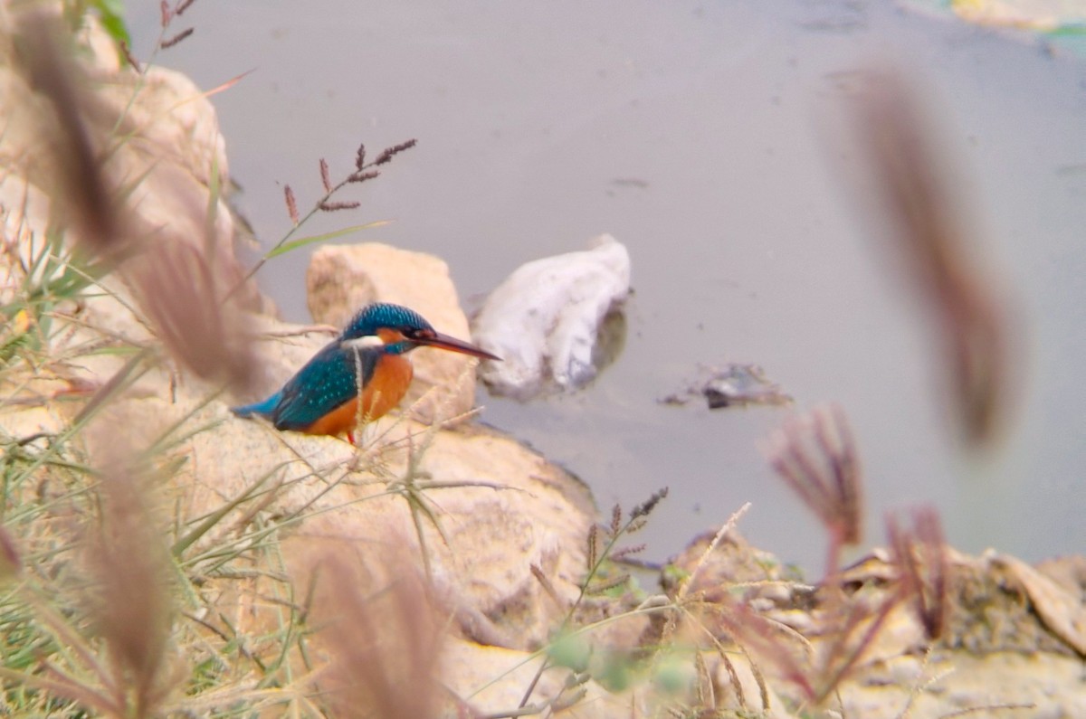 ledňáček říční - ML647025037