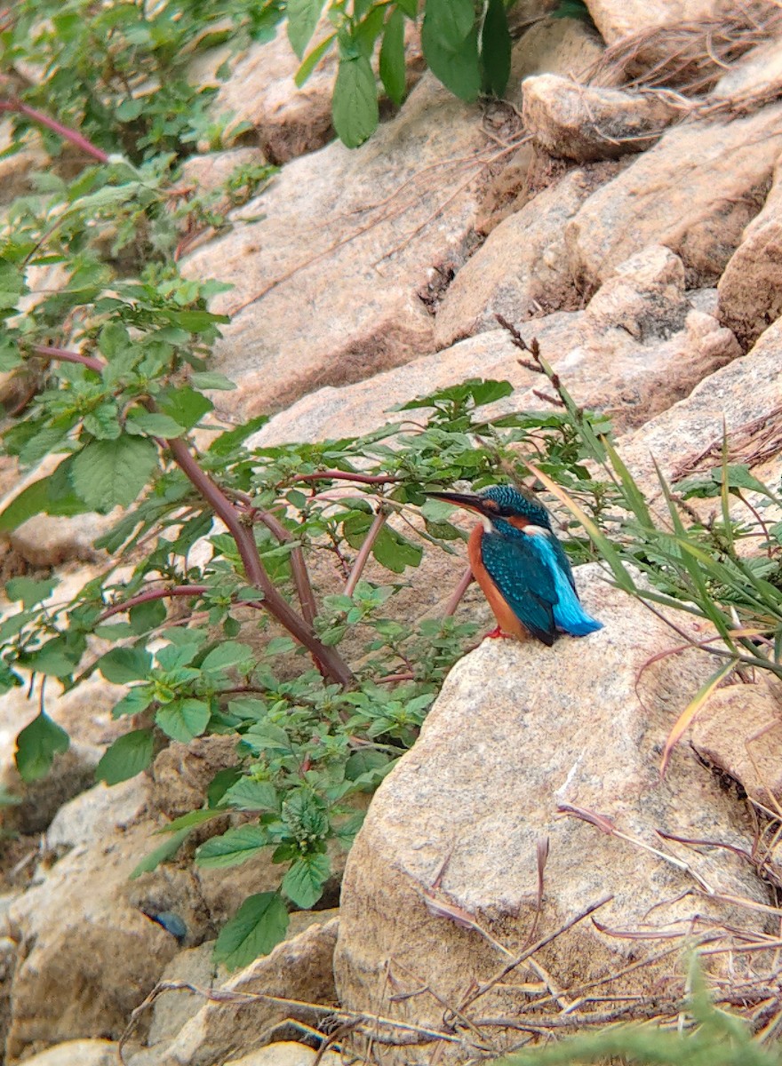 ledňáček říční - ML647025038