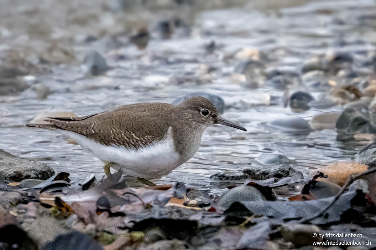 Common Sandpiper - ML647025039