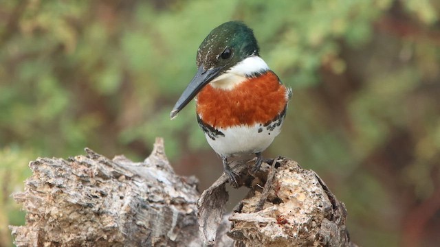 Martín Pescador Verde - ML647025040