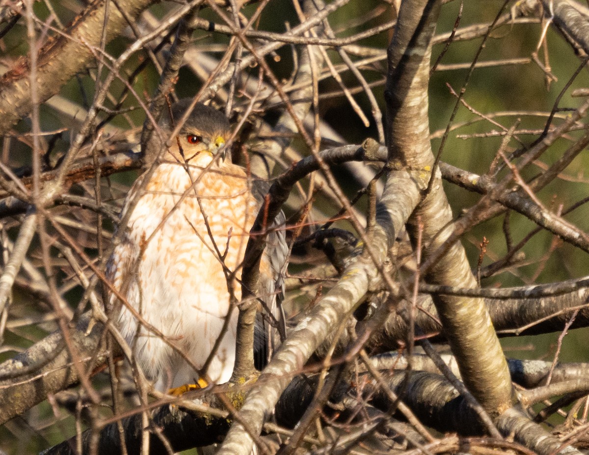 Sharp-shinned Hawk - ML647025041