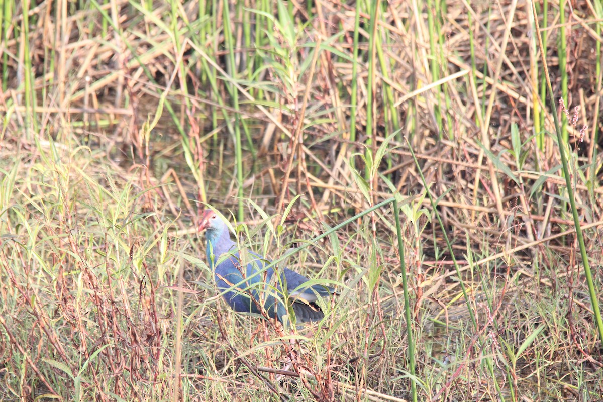 Uroilo urdin burugrisa - ML647025042