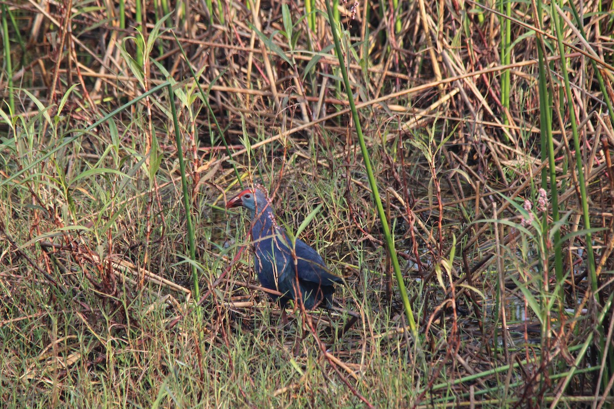 Uroilo urdin burugrisa - ML647025043