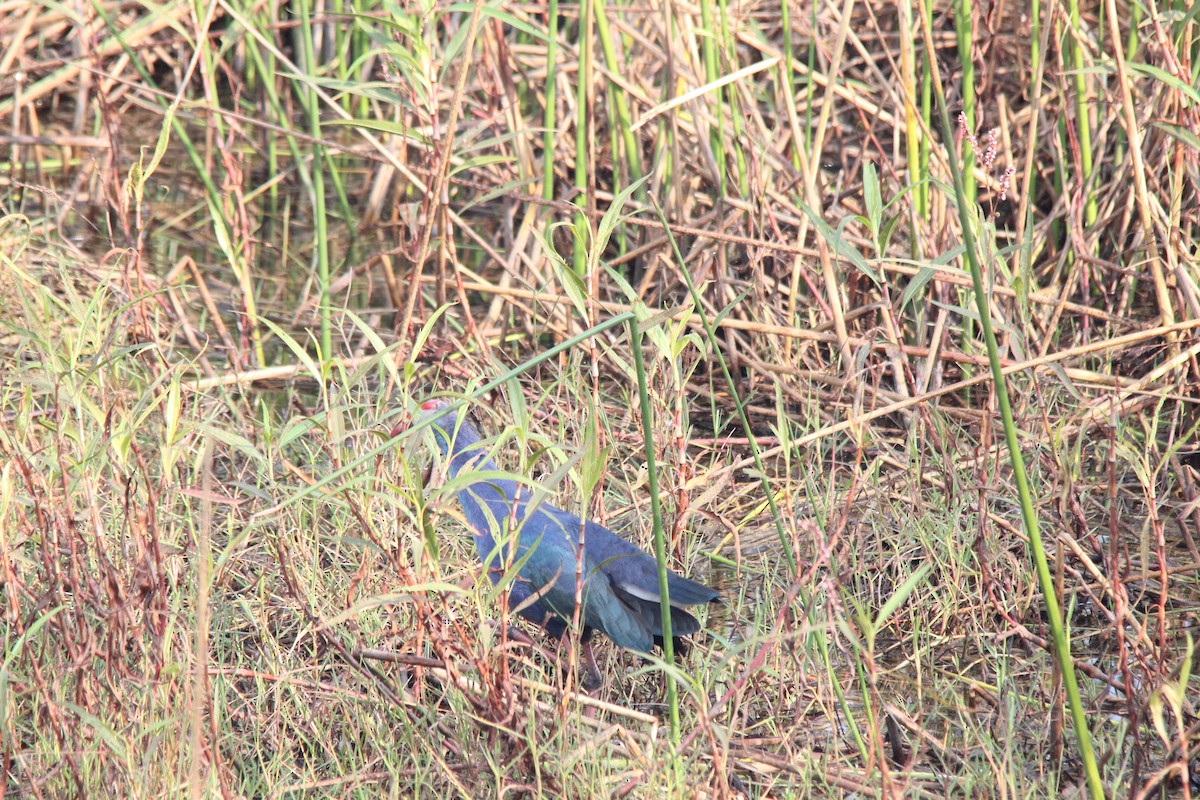 Uroilo urdin burugrisa - ML647025044