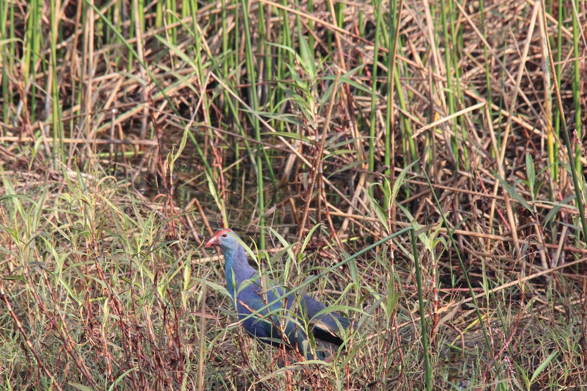 Uroilo urdin burugrisa - ML647025045