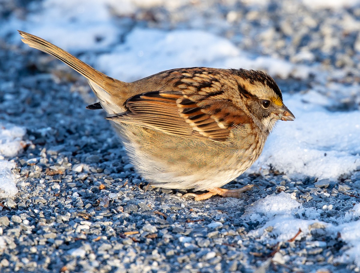 White-throated Sparrow - ML647025046