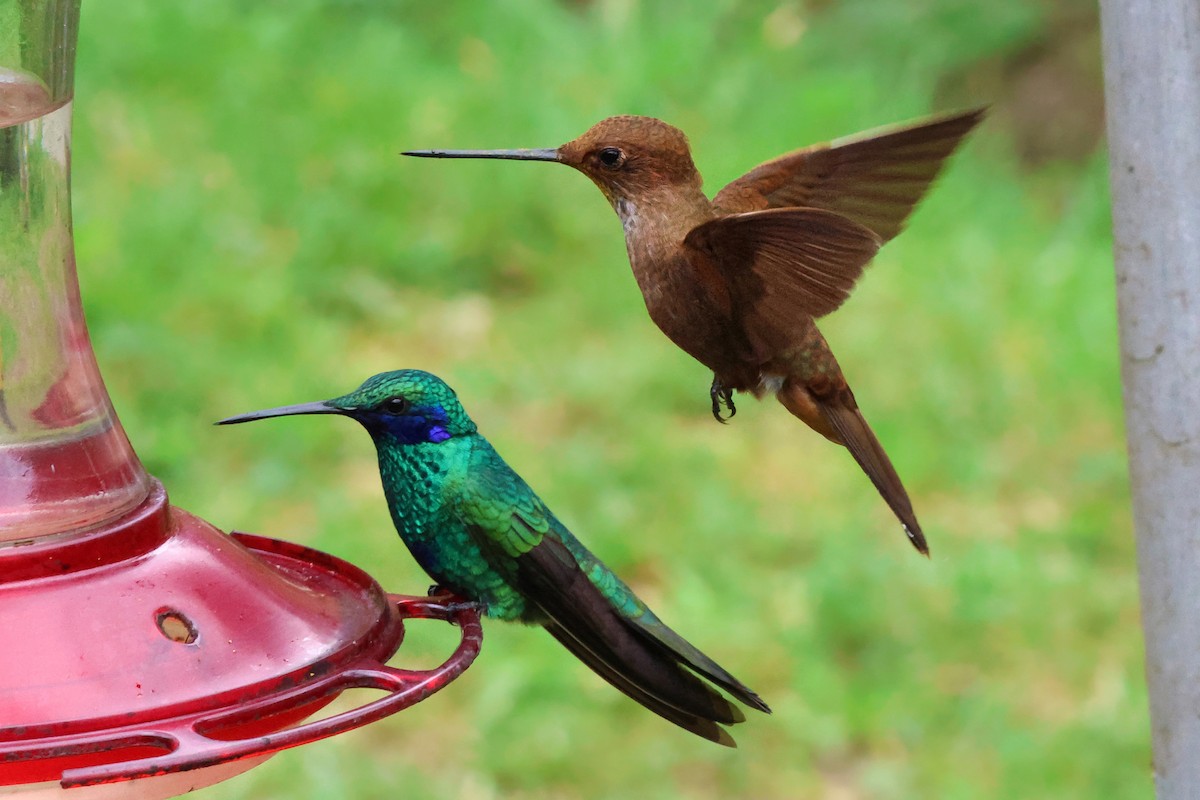 Sparkling Violetear - ML647025050