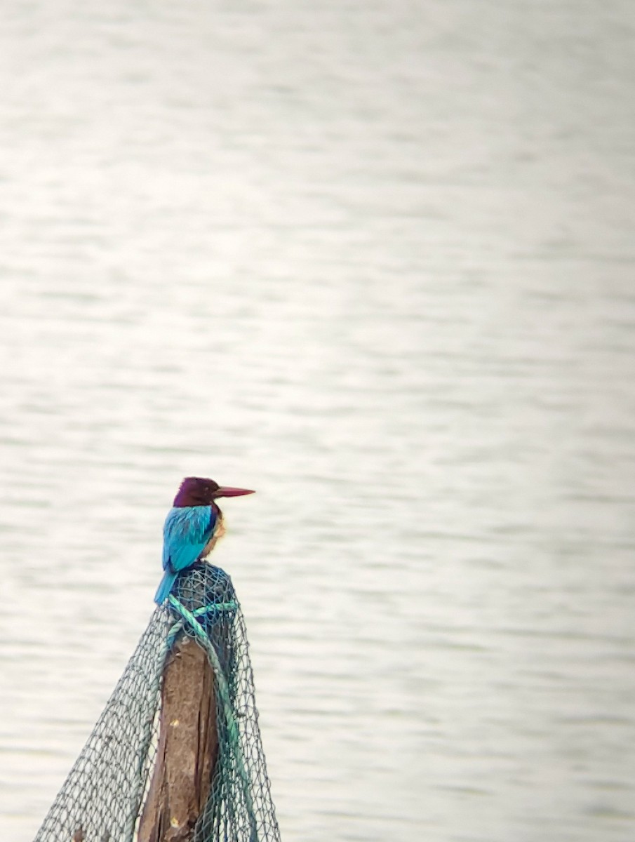 ledňáček hnědohlavý - ML647025051