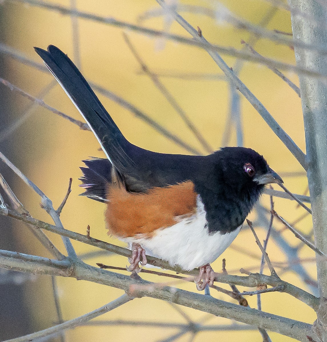 Eastern Towhee - ML647025054