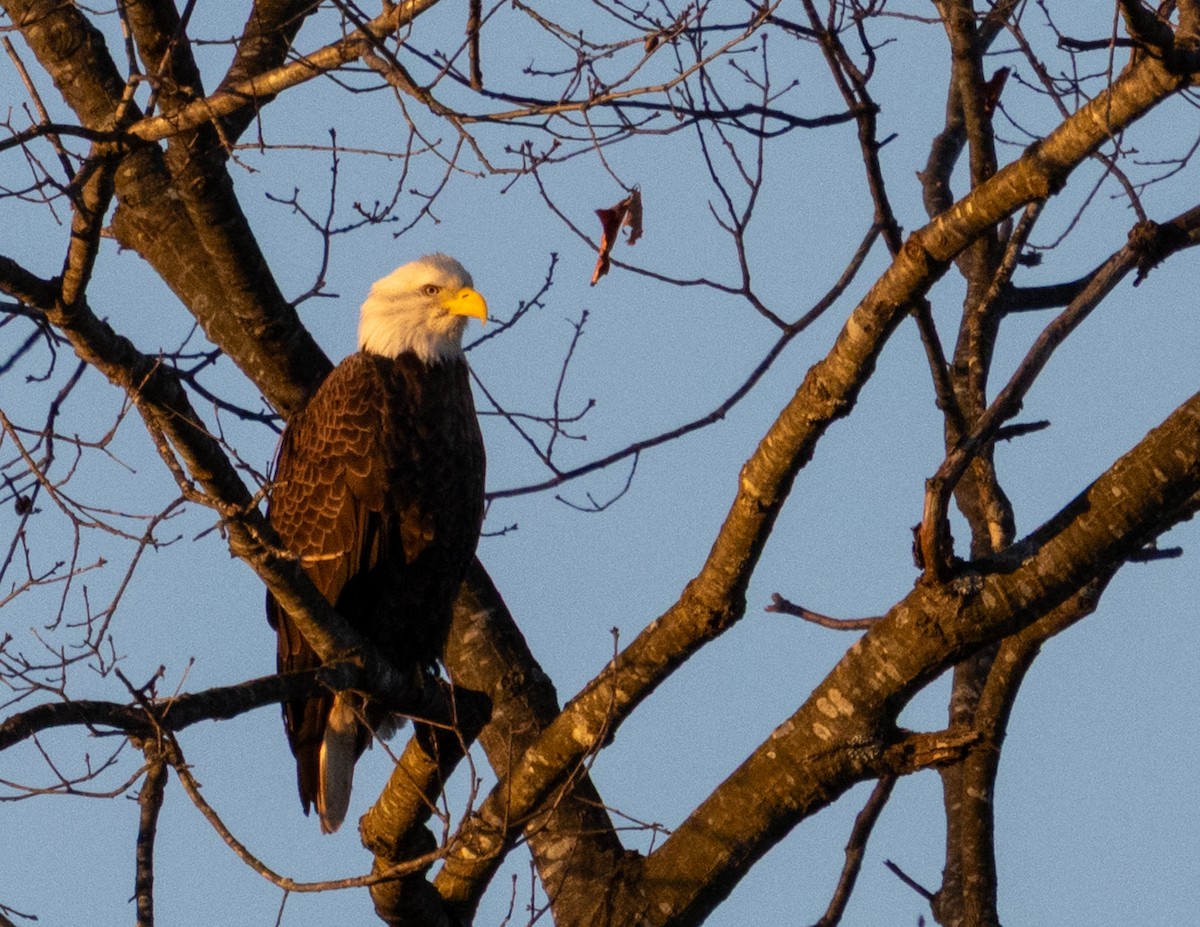 Bald Eagle - ML647025055