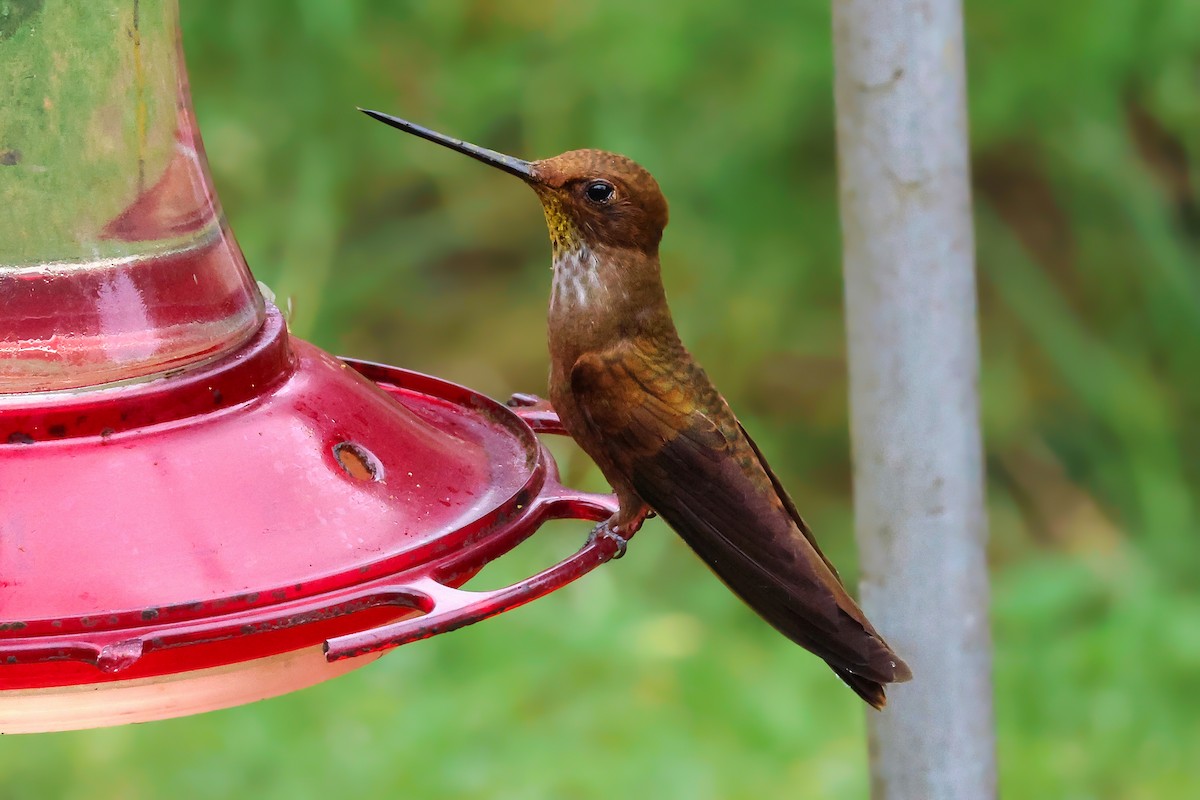 Bronzy Inca - ML647025057