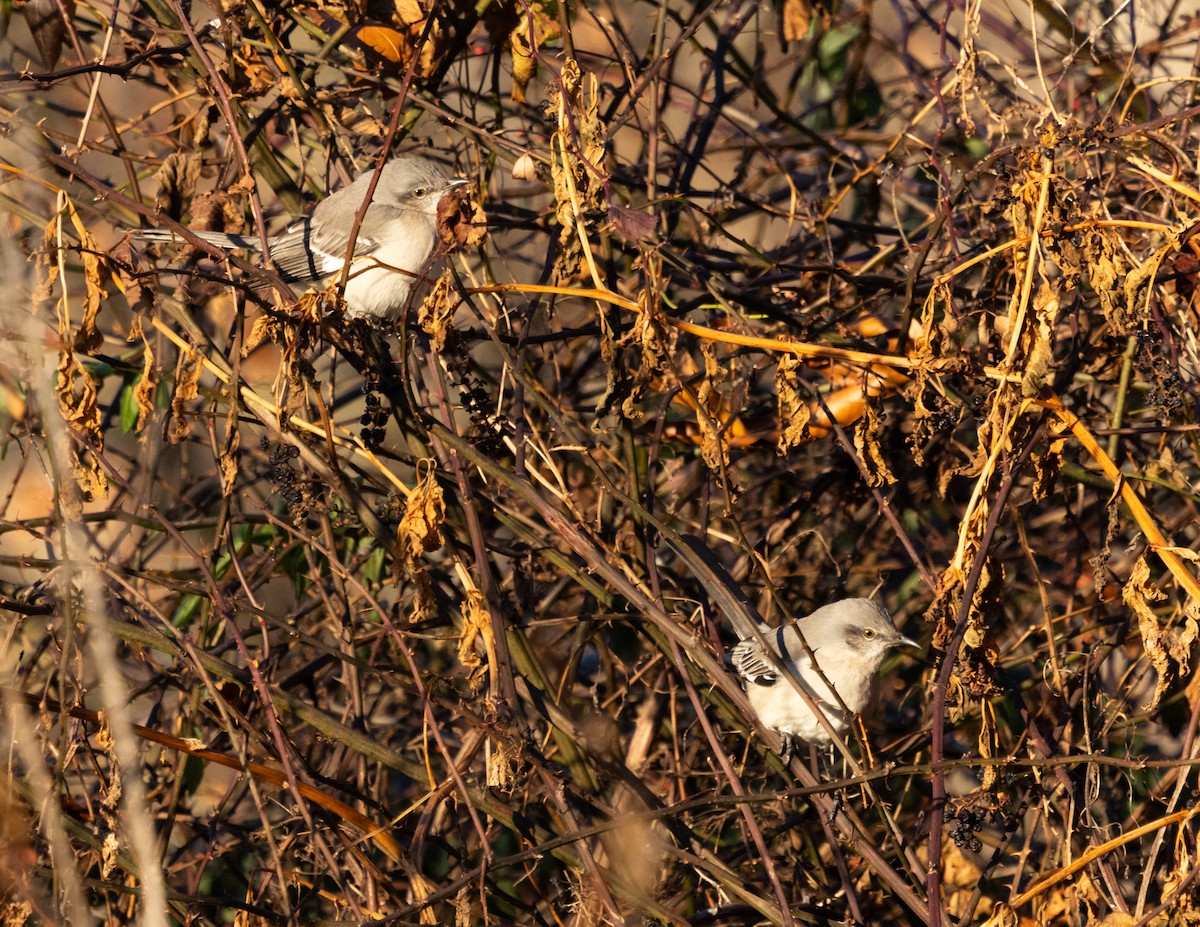 Northern Mockingbird - ML647025059