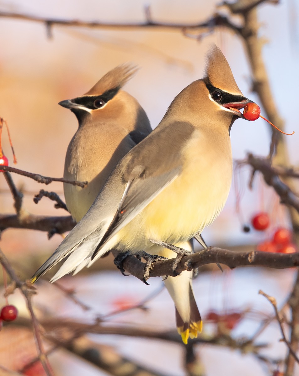 Cedar Waxwing - ML647025061