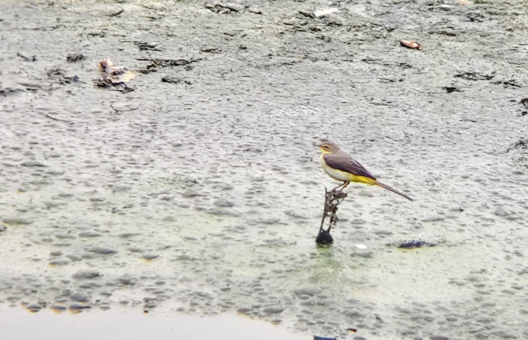 konipas horský - ML647025063