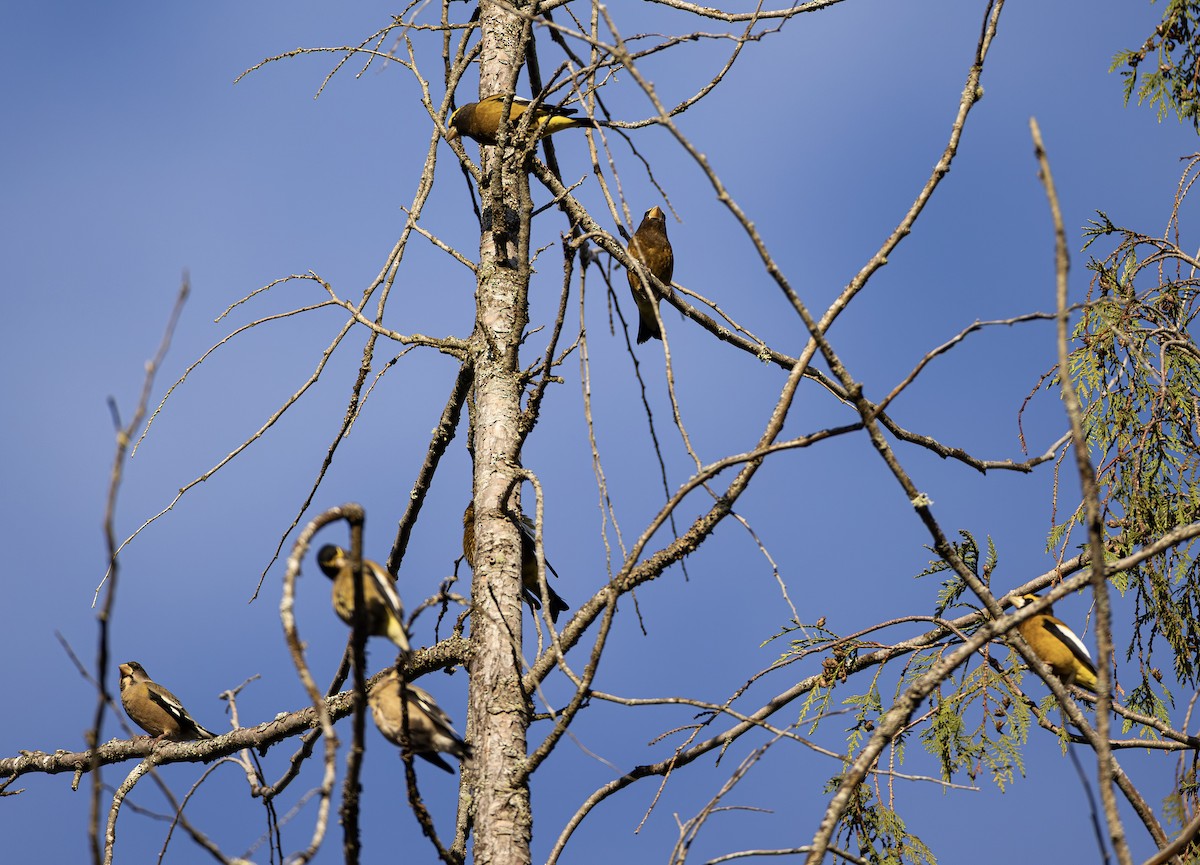 キビタイシメ - ML647025064