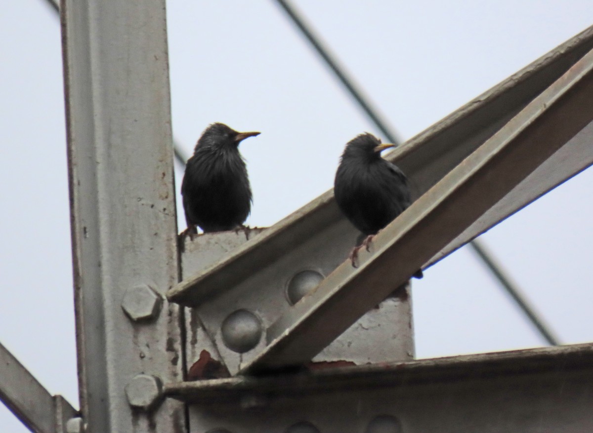 Einfarbstar - ML647025065