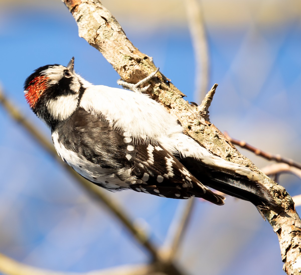 Downy Woodpecker - ML647025066