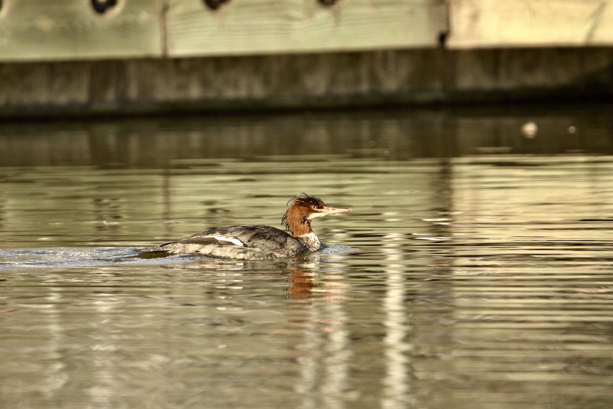Common Merganser - ML647025067
