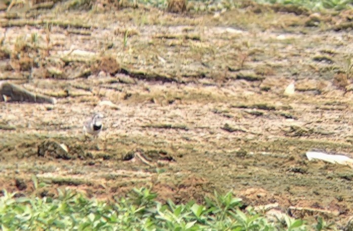 White Wagtail - ML647025068